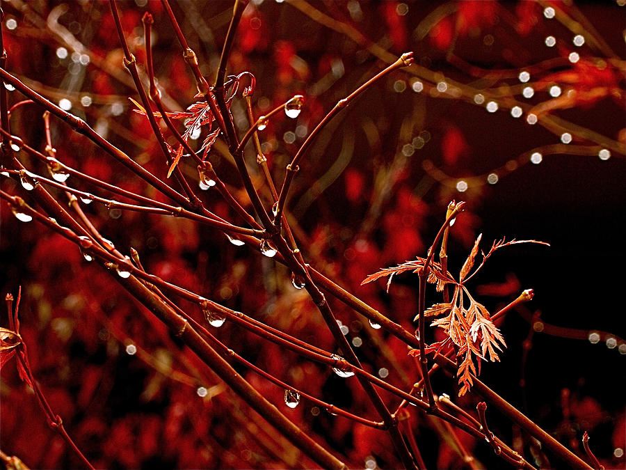 Fall Photograph - Rain Dance by Rona Black