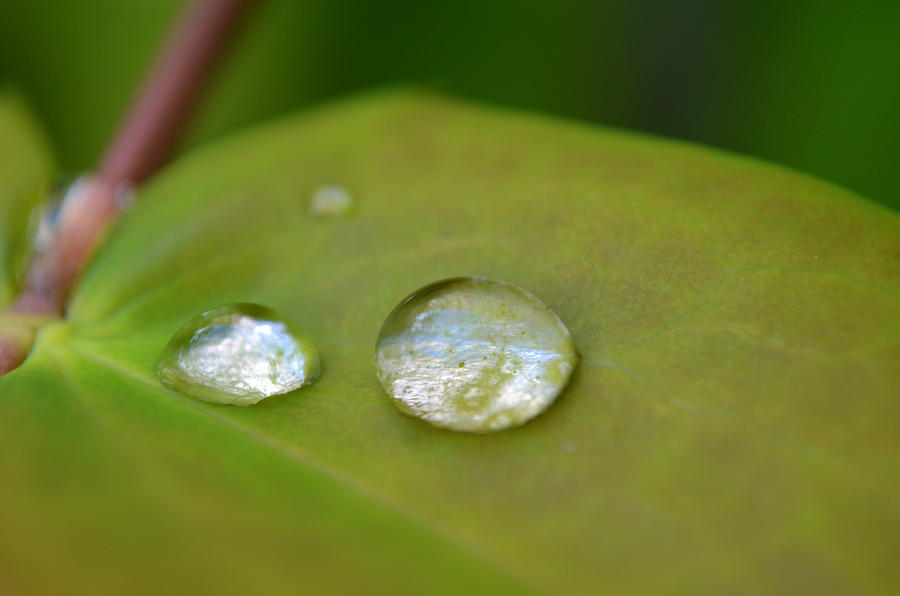 Drops Photograph - Rain Diamonds On A Leaf by Riad Art