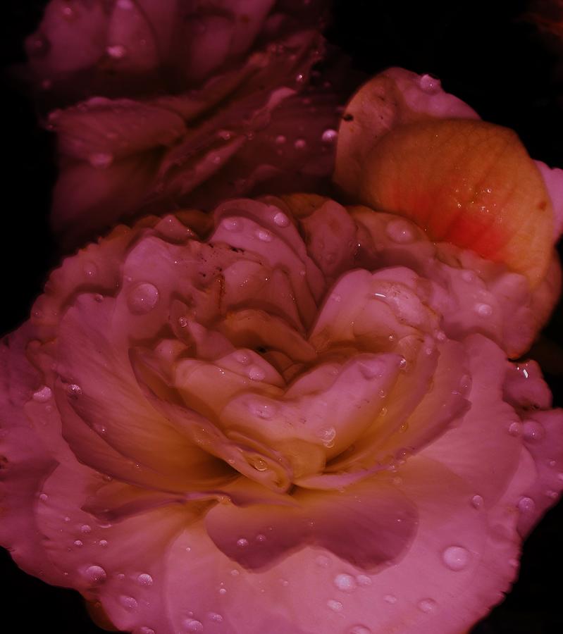 Rain Drenched Begonias Photograph by  Sharon Ackley