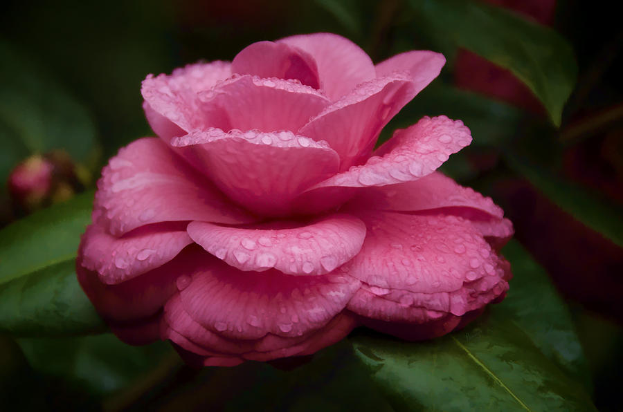Rain Drenched Camellia Photograph by Penny Lisowski