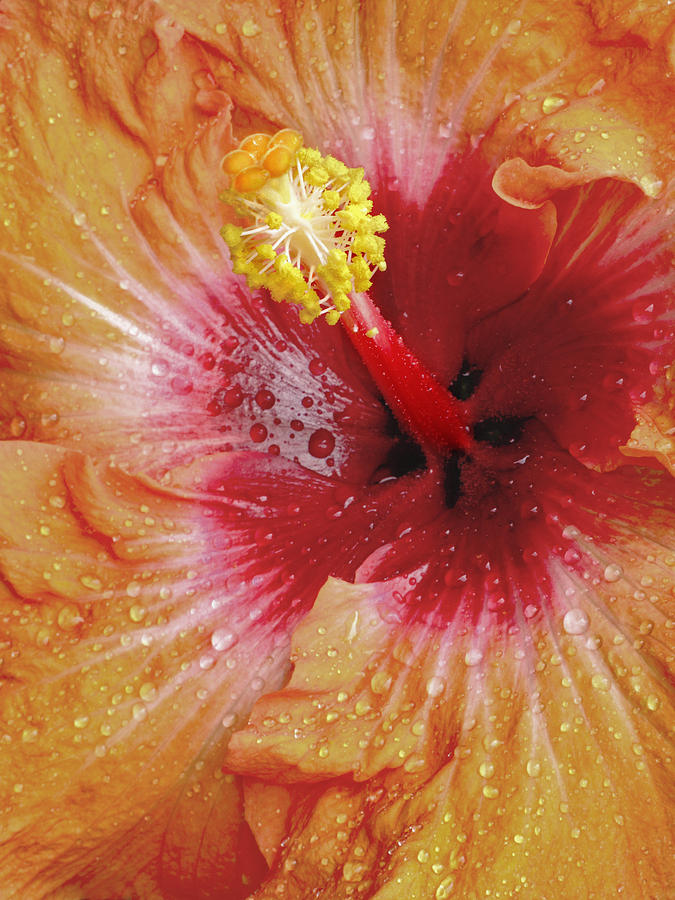 Rain Drenched Hibiscus Photograph by David and Carol Kelly