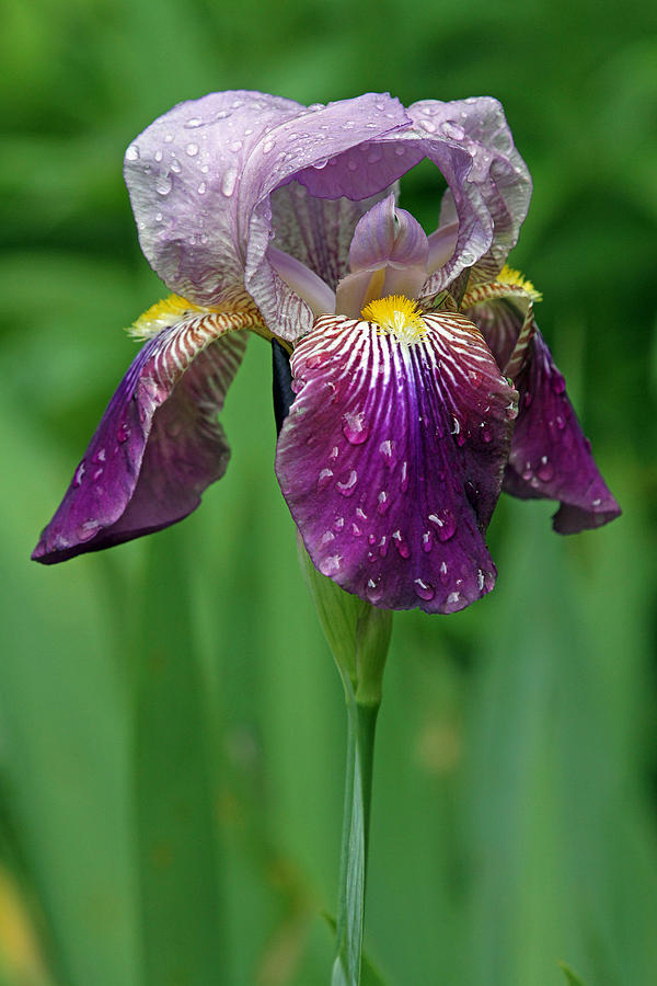 Rain Drenched Iris Photograph by Juergen Roth