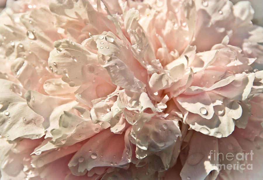 Rain Drenched Peony Photograph by Cheryl Baxter