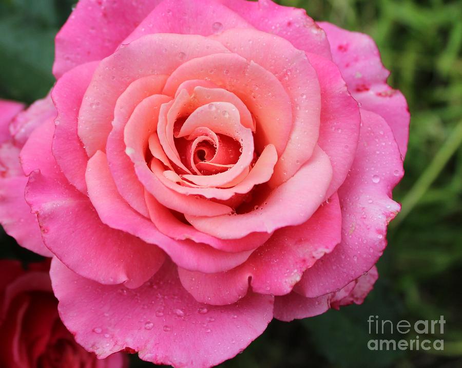 Rain Drenched Rose Photograph by Barbara A Griffin
