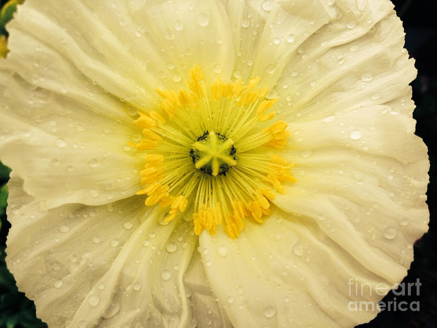 Rain Drenched Yellow Poppy Photograph by Jacklyn Duryea Fraizer