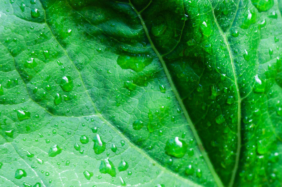 Rain Drips On A Leaf Photograph by Charles Lupica