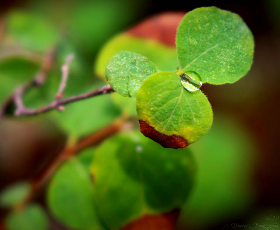 Rain Drop Between the Leaves Photograph by Aaron Burrows