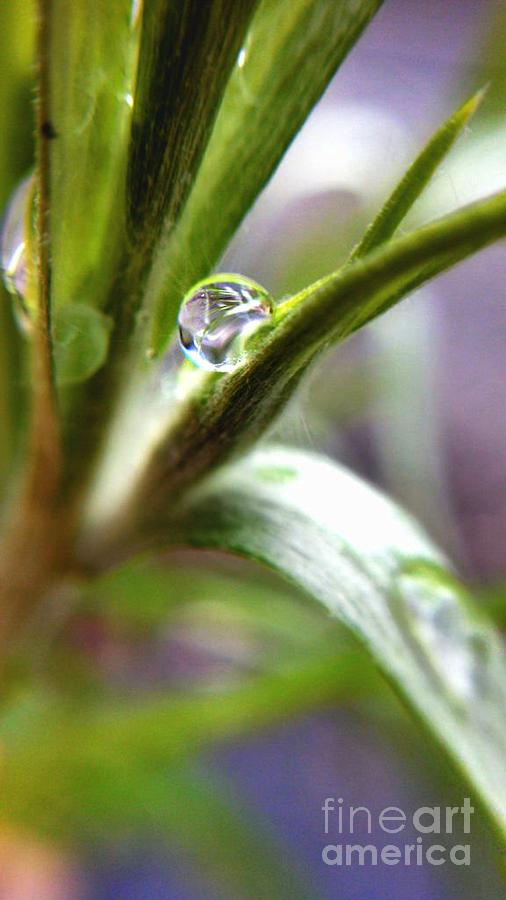 Rain Drop Crystal Photograph by Peggy Franz