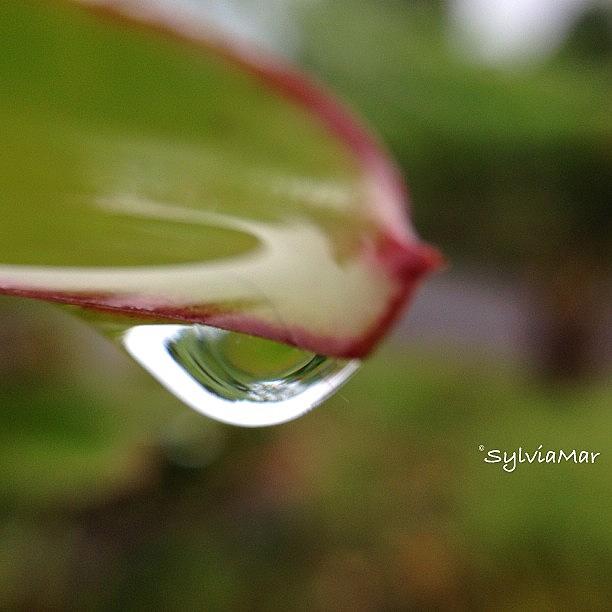 Nature Photograph - Rain Drop Macro by Sylvia Martinez