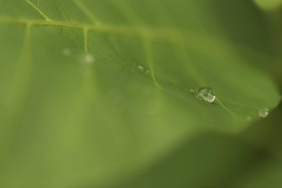 Rain drop on a leaf Photograph by Josef Pittner