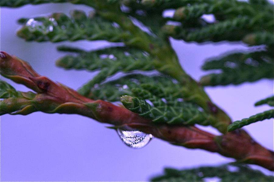 Rain Drop on Cedar Leaf Photograph by Catia Juliana
