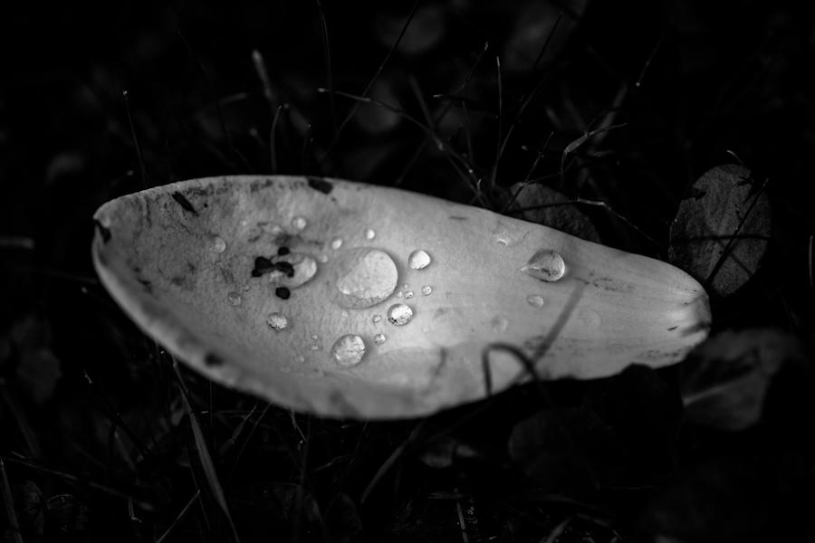 Black And White Photograph - Rain Drop on white by Daniel Vazquez