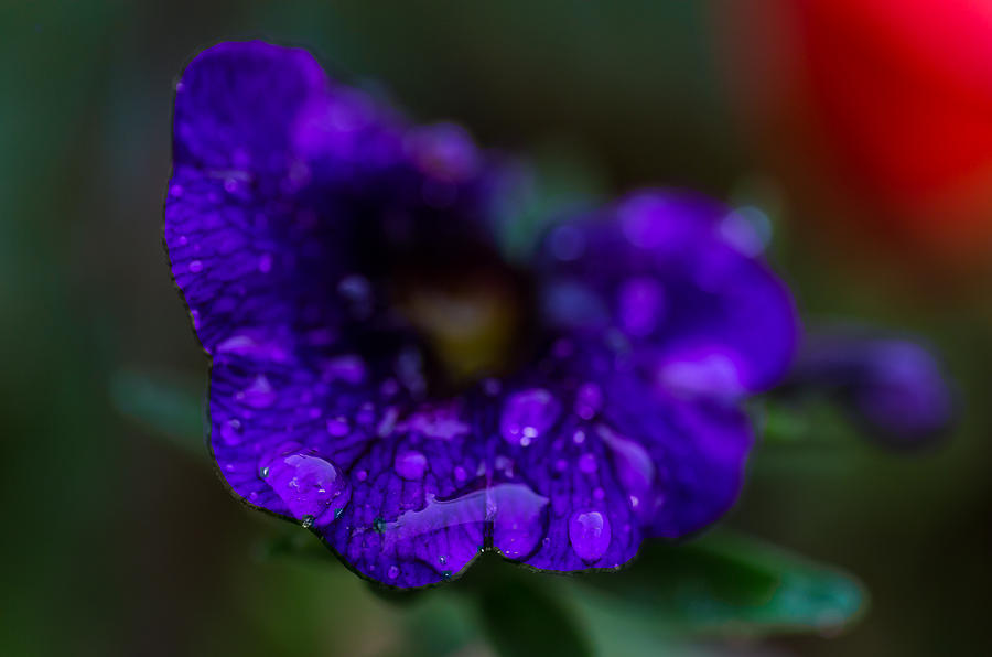 Rain Droplets Photograph by Matthew Onheiber