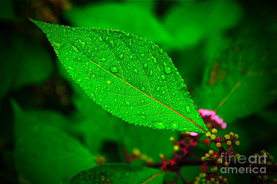 Nature Photograph - Rain Droplets by Nicola Fiscarelli