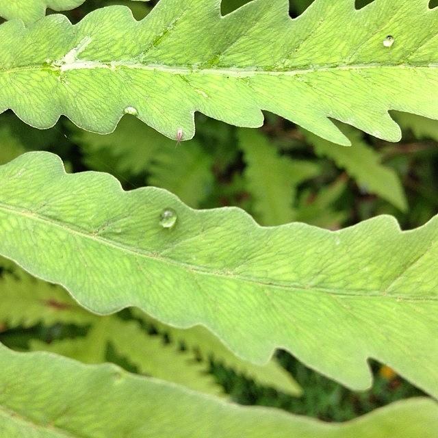 Nature Photograph - Rain Droplets On Some Leaves. #nature by Traci Law