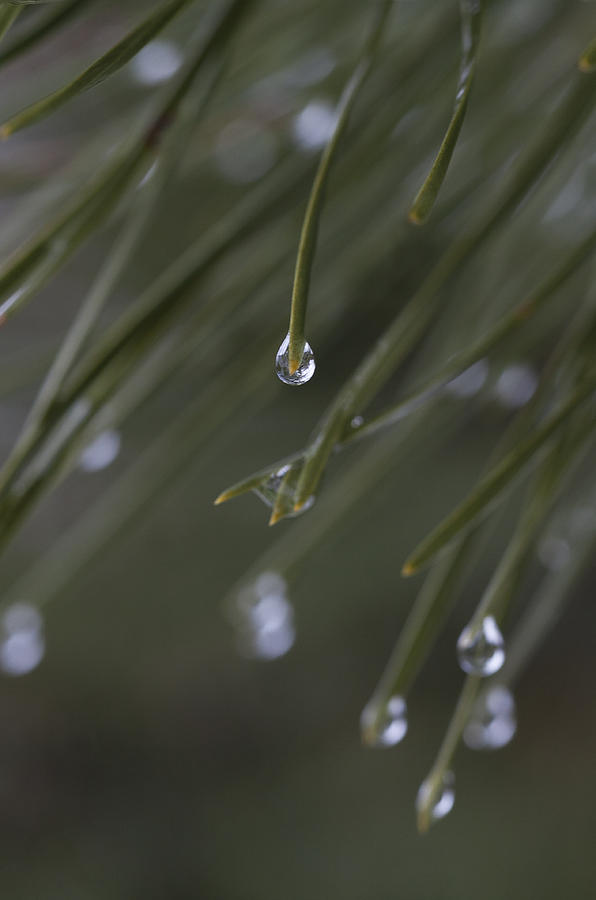 Rain Drops And Pine Needles Photograph by Steve Gravano