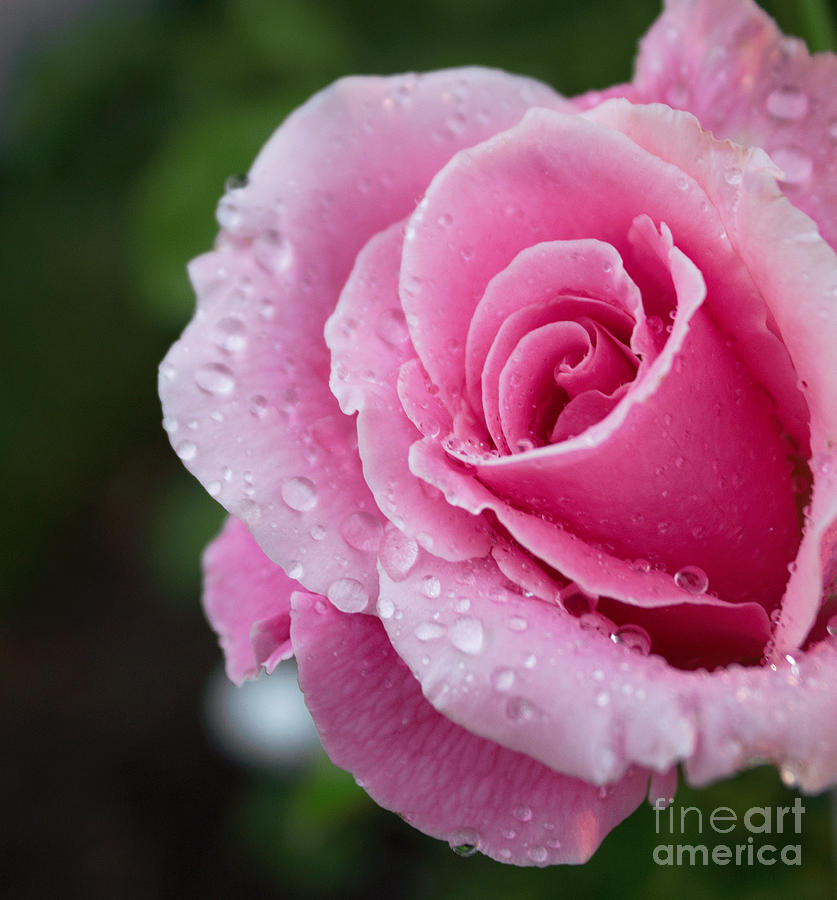 Rose Photograph - Rain Drops by Arlene Carmel