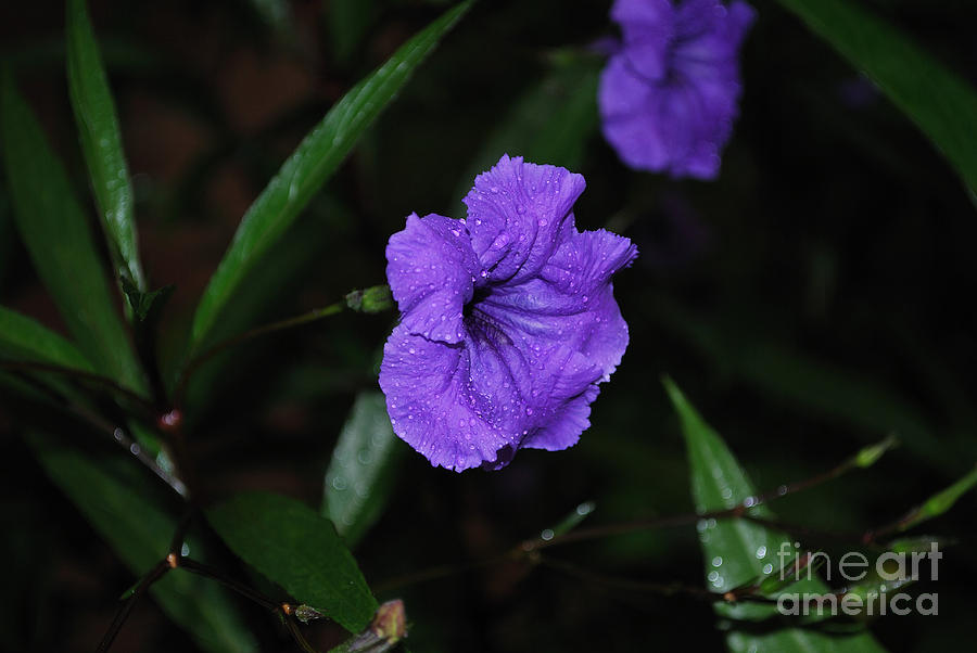 Rain Drops On A Purple Bloom Photograph by Bob Sample