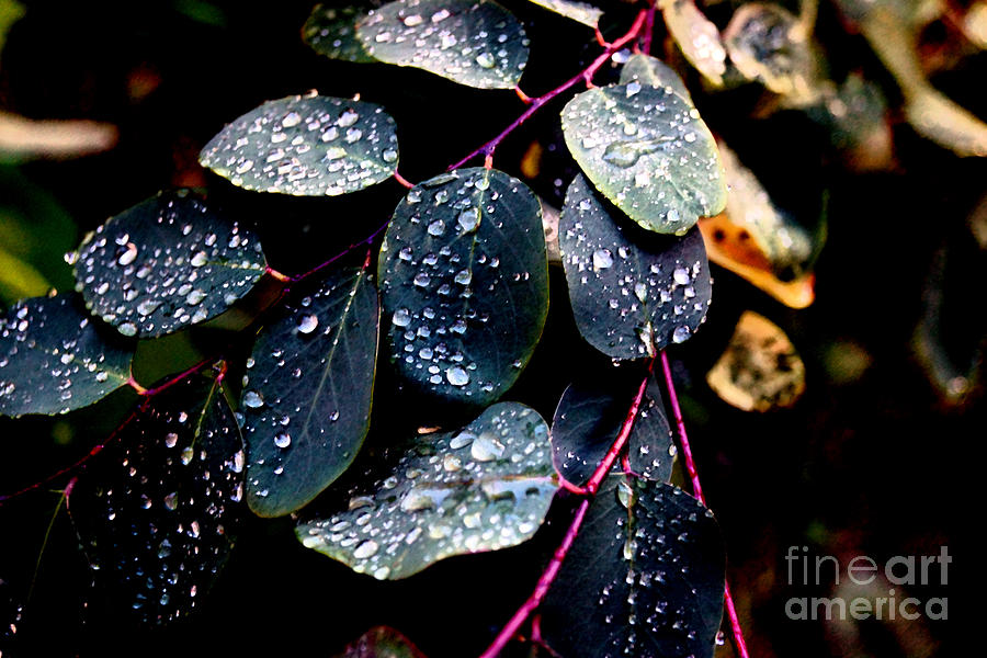 Rain drops Photograph by Cassandra Buckley