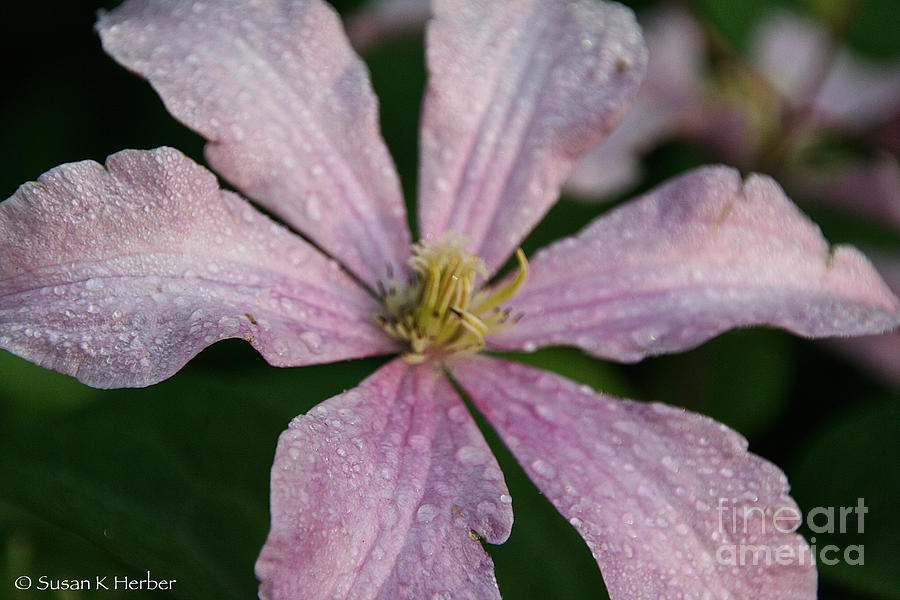 Rain Drops From Heaven Photograph by Susan Herber