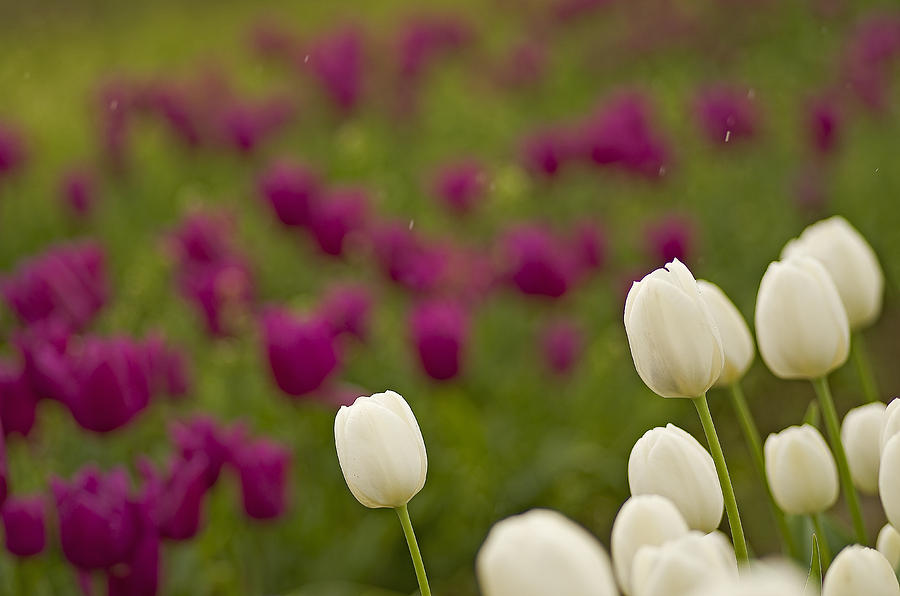 Spring Photograph - Rain Drops Keep Falling On My Tulips by Nick Boren
