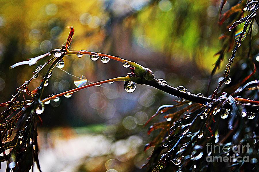 raindrops falling