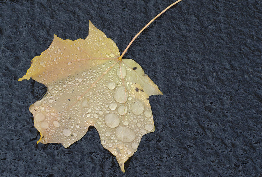 Rain Drops on a Yellow Maple Leaf Photograph by Lynn Hansen