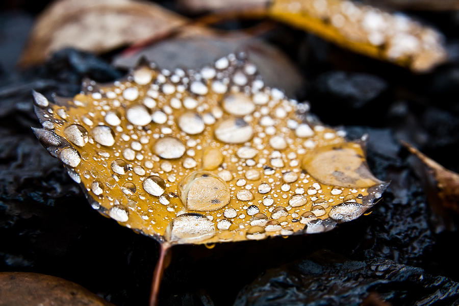 Rain Drops Photograph - Rain Drops On Autumn Birch Leaf by Brian Boudreau Rain Drops Photograph - Rain Drops On Autumn Birch Leaf by Brian Boudreau