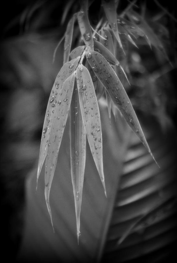Rain Drops on Bamboo Leaf Photograph by Nathan Abbott