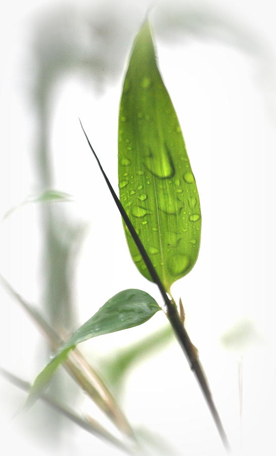 Rain Drops on Bamboo Leaves Photograph by Nathan Abbott