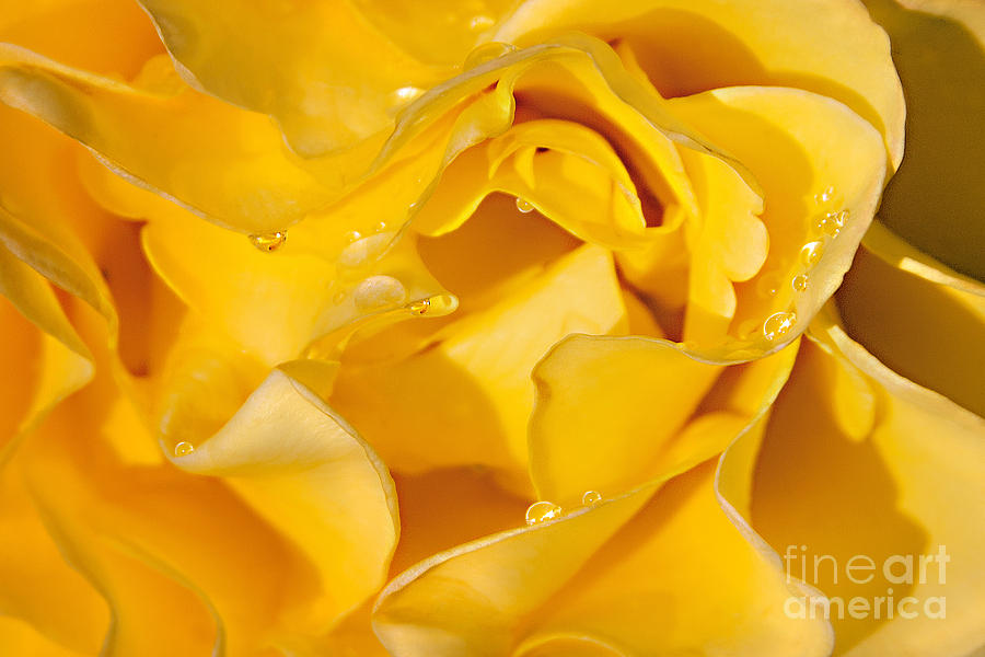 Rain Drops on Brilliant Yellow Rose Blossom Flower Photograph by Jerry Cowart