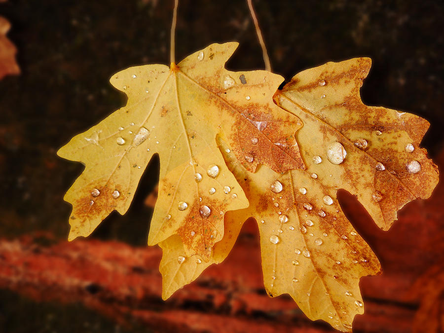 Rain Drops on Golden Leaves Photograph by Alan Socolik