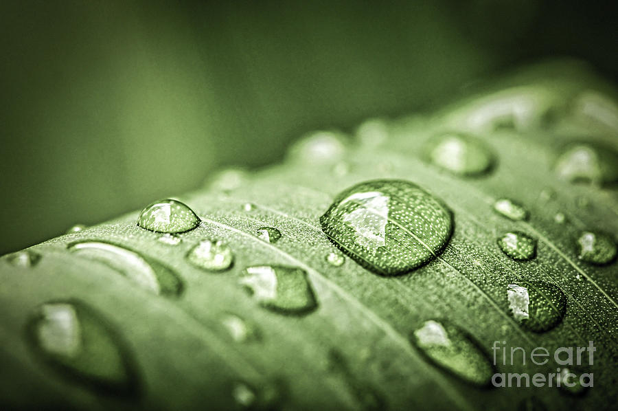 Nature Photograph - Rain drops on green leaf by Elena Elisseeva