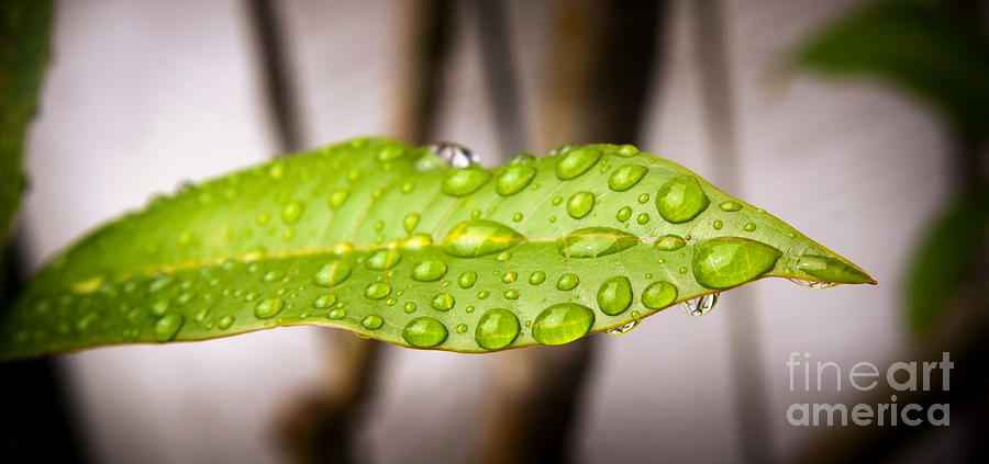 Rain Drops On Leaf Photograph