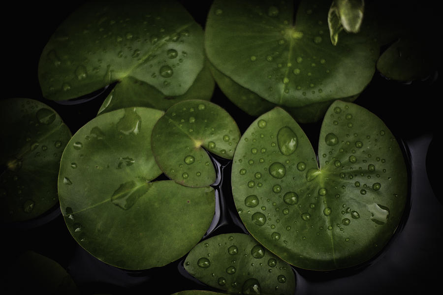 Rain Drops on Lilly Pads 1 Photograph by David Longstreath