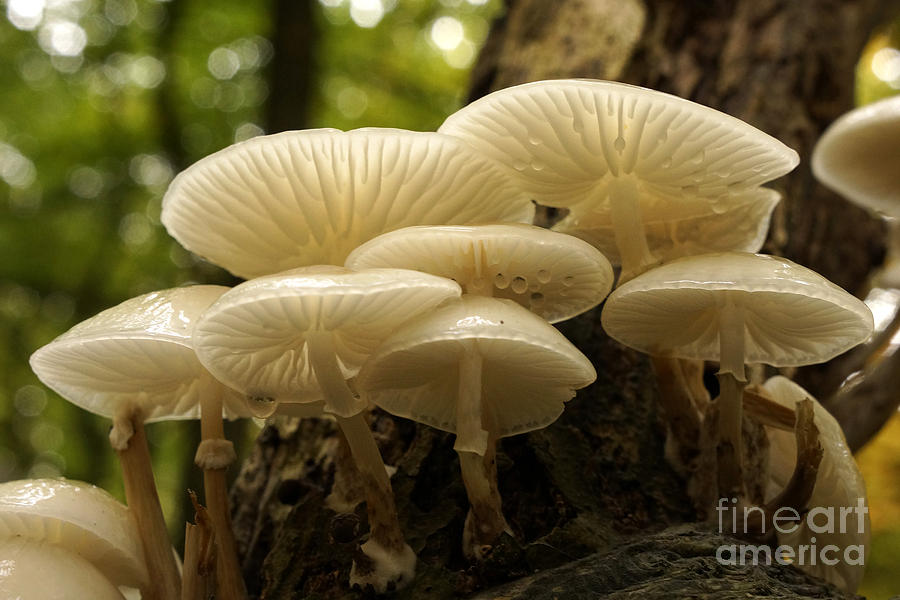 Rain drops on mushrooms Photograph by Inge Riis McDonald