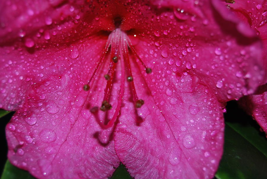 Pink Flower Photograph - Rain Drops On Pink Flower by Riad Art