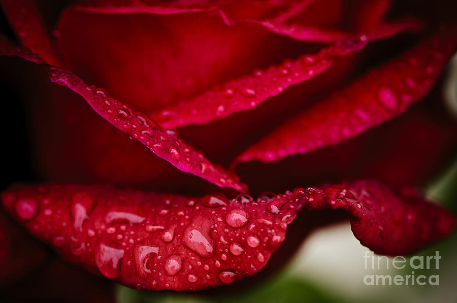 Rain drops on rose petal Photograph by Oscar Gutierrez