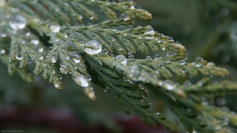 Rain Drops on Sequoia Photograph by Mick Anderson