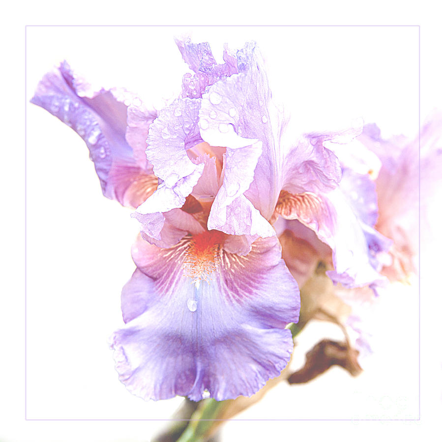 Rain Drops on Soft Purple Iris Flower abstrac Photograph by Jerry Cowart
