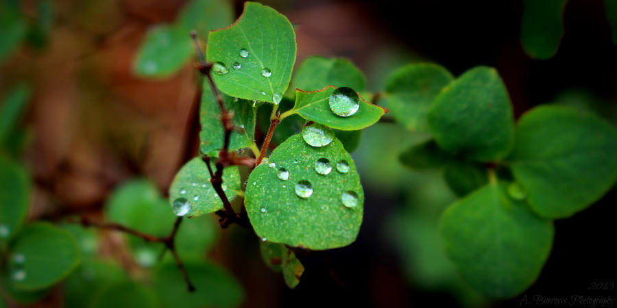 Rain Drops on the Leaves Photograph by Aaron Burrows