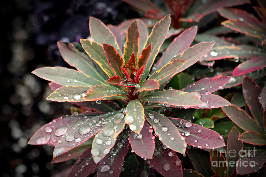 Rain Drops Red Tip Flowers Art Photograph by Reid Callaway