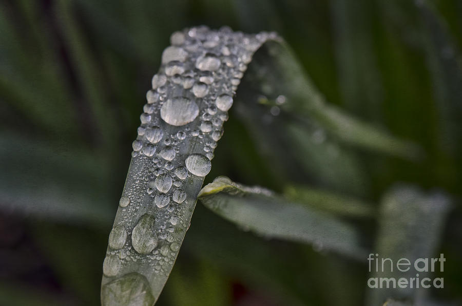 Grass-rain Drops Textured Photograph by Judy Wolinsky