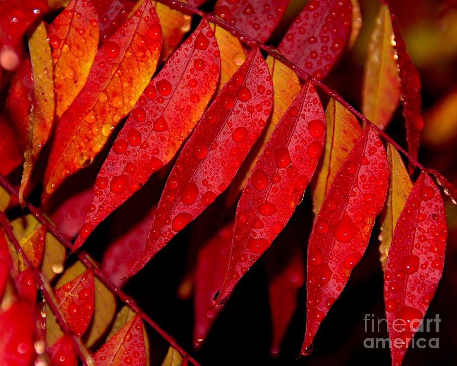 Rain Fall Color Photograph by Patrick Witz