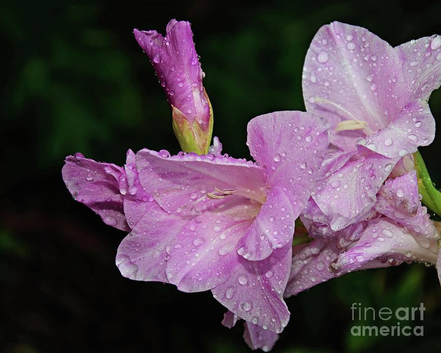 Rain Flower 1 Lavender Photograph by Andee Design
