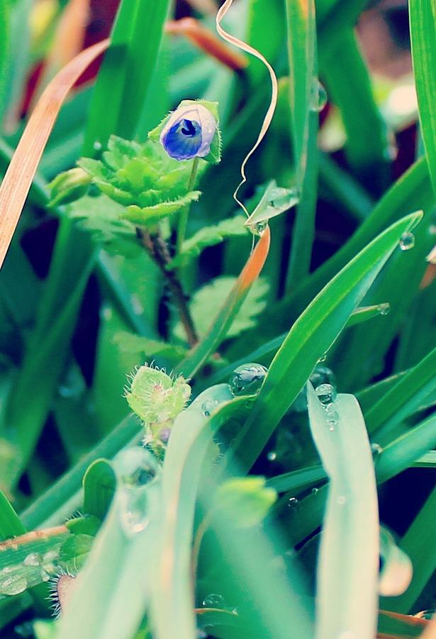 Wildflowers Photograph - Rain Flower by Candice Trimble Wildflowers Photograph - Rain Flower by Candice Trimble