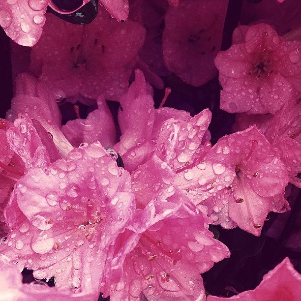 Spring Photograph - #rain #flower #spring #pink by Ece Erduran