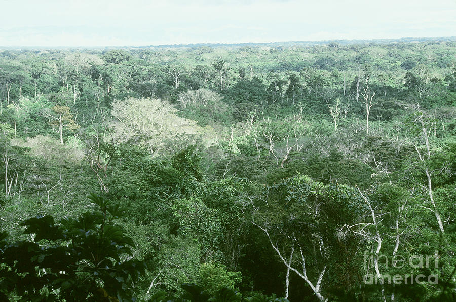 Rain Forest Canopy Photograph by Gregory G. Dimijian