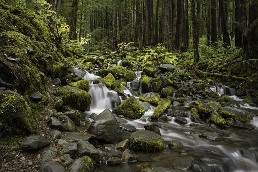 Rain Forest Falls Photograph by Jonathan Davison