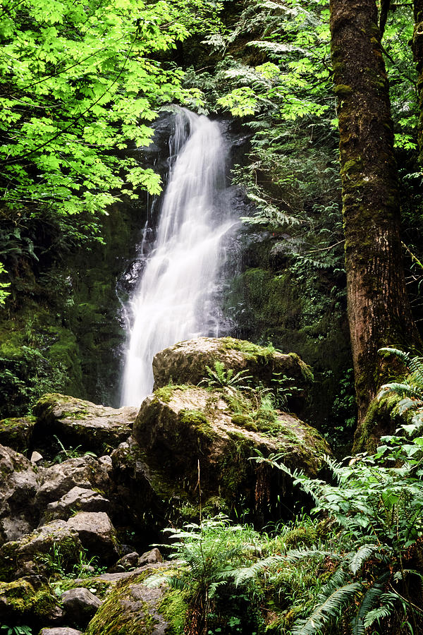 Quinault Photograph - Rain Forest Falls by Kelley King Quinault Photograph - Rain Forest Falls by Kelley King